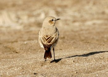 Isabelline_wheatear_(Oenanthe_isabellina)_male,_non-breeding (1)