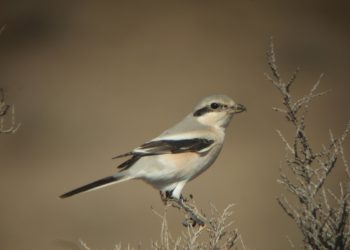 Lanius_pallidirostris
