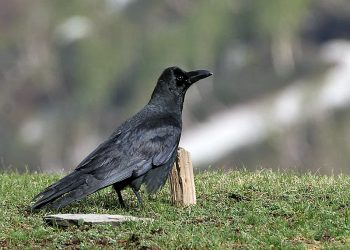 Large-billed_Crow_(hill_race)_I_IMG_7235