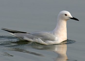 Larus_genei