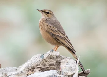 Long-billed-Pipit2-jpg