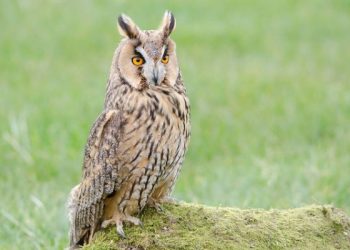 Long-eared-Owl-Darrel-Birket-600x400