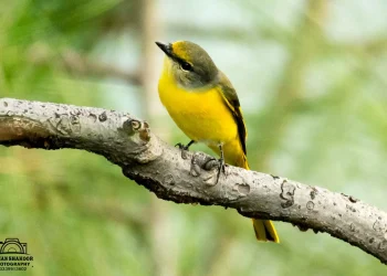 Long-tailed-Minivet1-jpg