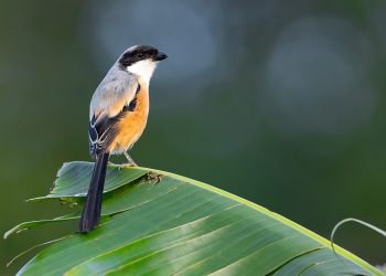 Long-tailed_Shrilke_0A2A3080