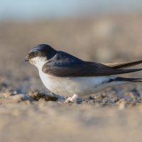 Mehlschwalbe_Delichon_urbicum