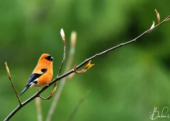 Orange-Bullfinch2-jpg