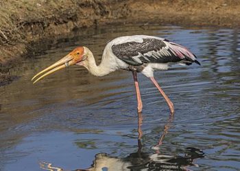 Painted_stork_(Mycteria_leucocephala)_catching_fish_3_of_3