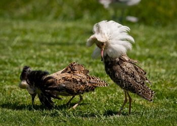 Philomachus_pugnax_-Diergaarde_Blijdorp-8c