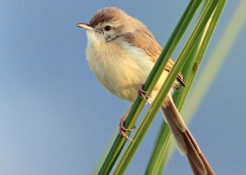 Plain_prinia_(Prinia_inornata_inornata)