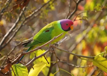 Plum-headed-Parakeet4-jpg