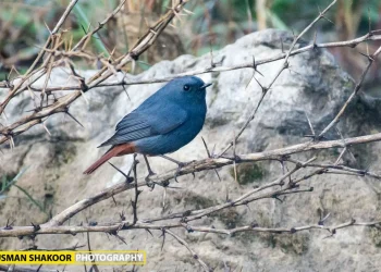 Plumbeous-Redstart4-jpg