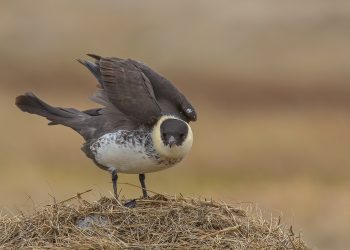 Pomarine Jaeger, Cakeater Road, Barrow, Alaska