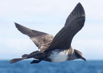 Pomarine_jaeger_reesman_odfw_(15595055626)
