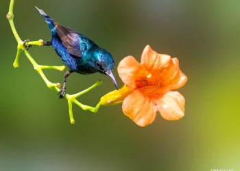 Purple-Sunbird4-jpg