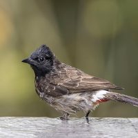 Red-vented_bulbul_(Pycnonotus_cafer_haemorrhousus)