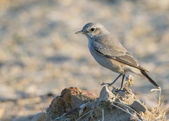 Red_Tailed_Wheatear