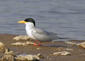 River_tern_(Sterna_aurantia)