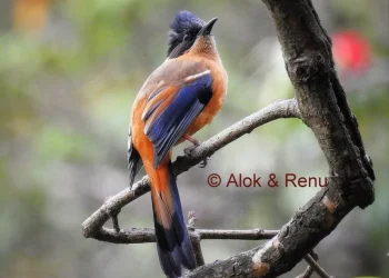 Rufous-Sibia4-jpg