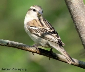 Russet-Sparrow1-jpg