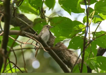 Rusty-tailed-Flycatcher4-jpg
