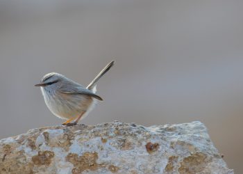 Scotocerca_inquieta,_Israel (1)