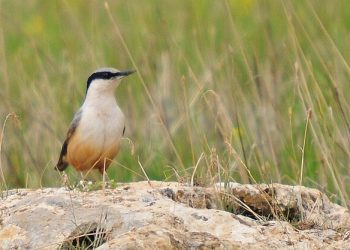 Sitta_tephronota,_Mardin