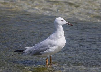 Slender-billed_gull_(Chroicocephalus_genei)_Bahrain