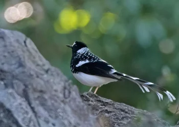 Spotted-Forktail2-jpg