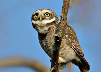 Spotted-Owlet-jpg