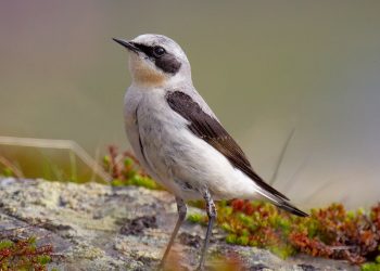 Steinschmaetzer_Northern_wheatear_male