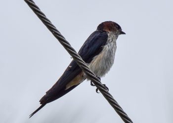 Streak-throated swallow (Petrochelidon fluvicola) perched on electric wire, side view.  Left bank of the Kaveri, Srirangapatna, Karnataka, India