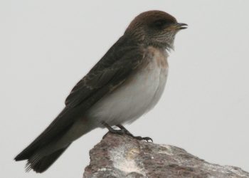 Streaked-throated_Swallow_(Hirundo_fluvicola)_in_Hyderabad,_AP_W_IMG_2514