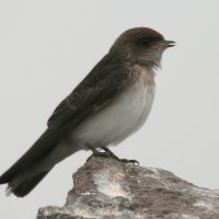 Streaked-throated_Swallow_(Hirundo_fluvicola)_in_Hyderabad,_AP_W_IMG_2514