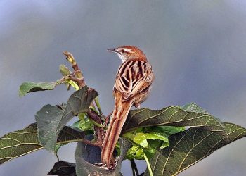 Striated_Grassbird_(Megalurus_palustris)_at_Kolkata_I_IMG_2681