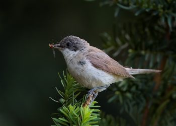 Sylvia_curruca_1_(Martin_Mecnarowski) (1)