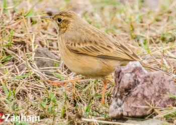 Tawny-Pipit1-jpg