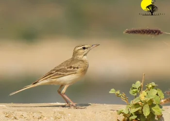 Tawny-Pipit2-jpg