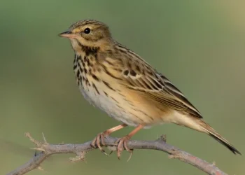 Tree-Pipit1-jpg