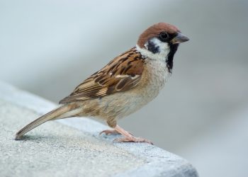 Tree_Sparrow_August_2007_Osaka_Japan