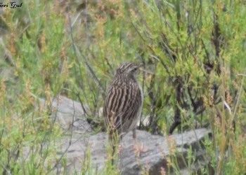 Upland-Pipit1-jpg