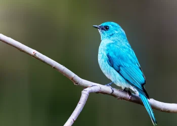 Verditer-Flycatcher4-jpg