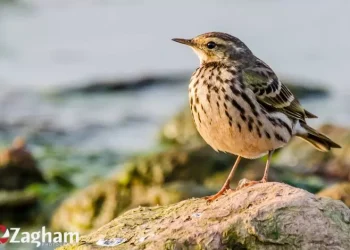 Water-Pipit4-jpg