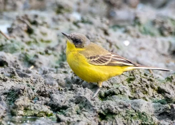 Western-Yellow-Wagtail2-jpg
