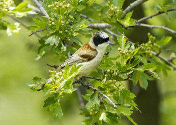 White-crowned_Pendulin_Tit_-_Uzbekistan_S4E6533