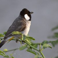 White-eared_Bulbul_AMSM5980_WCBU
