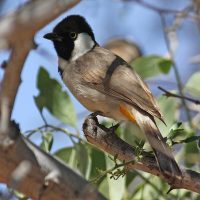 White-eared_bulbul_(Pycnonotus_leucotis_mesopotamia)