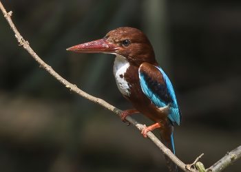 White-throated_kingfisher_(Halcyon_smyrnensis)_Galle