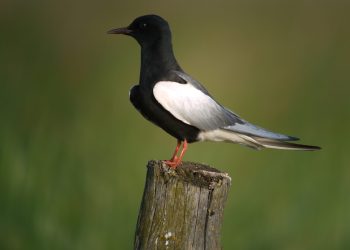 White-winged_Tern,_Mścichy,_Biebrzański_Park_Narodowy,_Polska