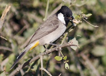 White_eared_Bulbul_at_Bharatpur_I_IMG_8493