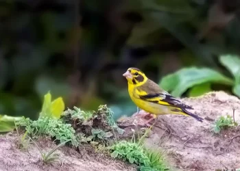 Yellow-breasted-Greenfinch3-jpg